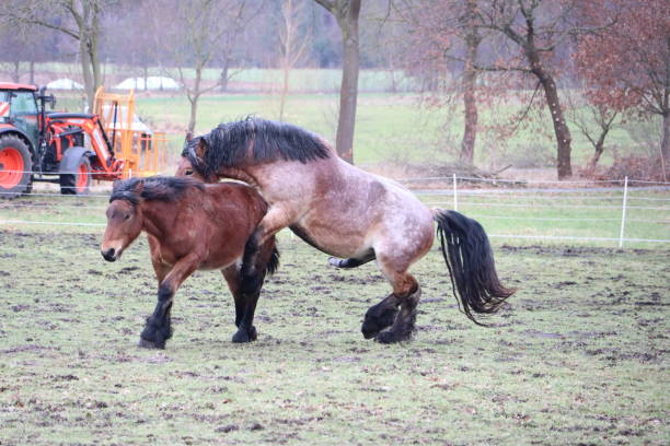 Two horses engaging with each other in a grassy farm field with a background of trees and a tractor.