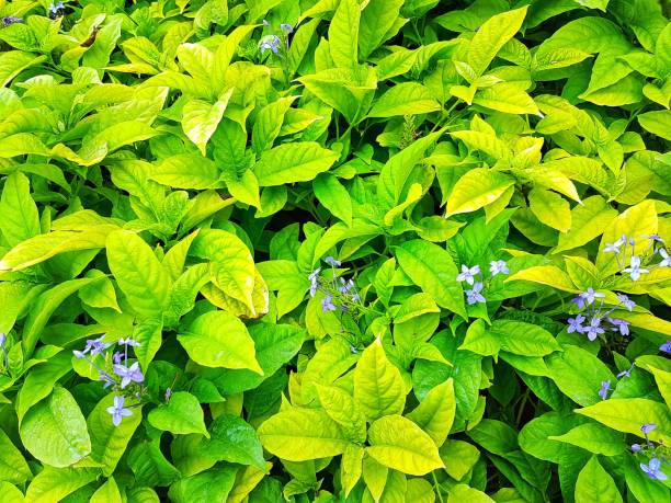 Green leaf and violet flowers. Nature background.