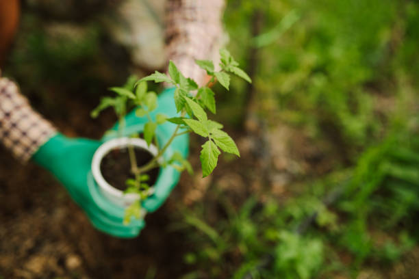 Farmer planting a young tomato plant. Sustainable lifestyle concept.