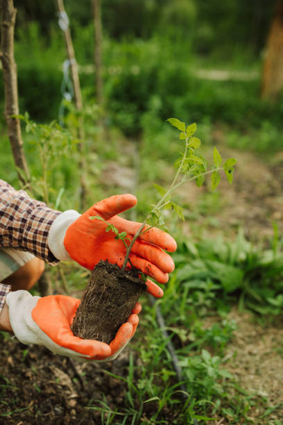 istock Farmer planting a young tomato plant. 2158045395