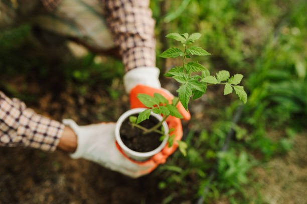 Farmer planting a young tomato plant. Sustainable lifestyle concept.