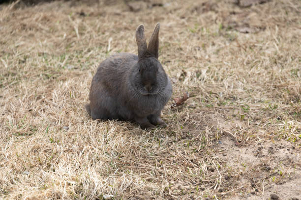 Rabbit is eating a grass in forest.Berlin - Germany.