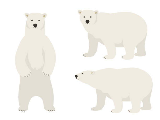 polar bear vector illustration set - niedźwiedź polarny stock illustrations