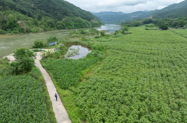 Ferry boats and crops on the Mekong River, drone view