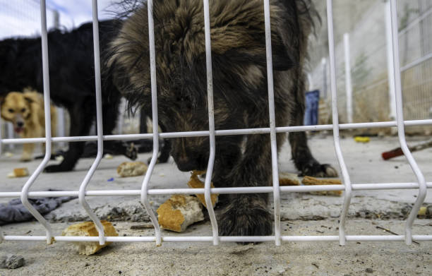 Detail of abandoned dogs waiting for adoption, pet