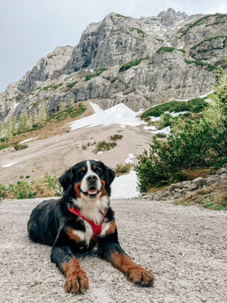 istock Bernese mountain dog mountains Switzerland 2158053892