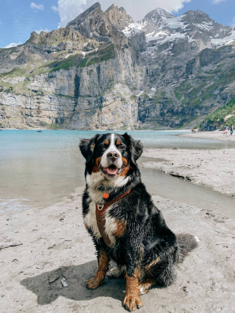 istock Bernese mountain dog Oeschinensee 2158054085