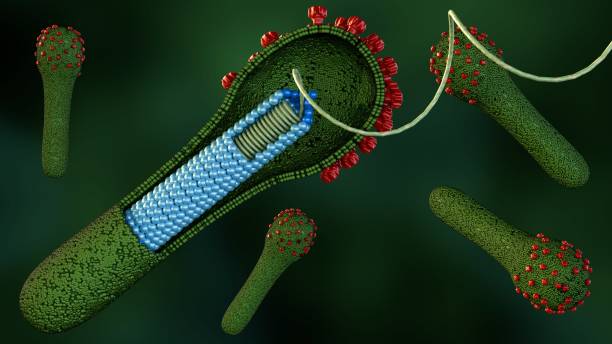 istock 3d rendering of inside of baculovirus budded virus (BV) 2158054497