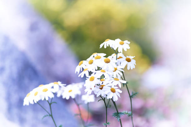 Nature background with spring flowers. Selective and soft focus. Close up.
