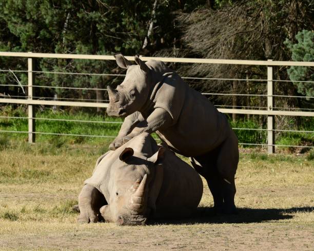 Black rhinoceros with cal in the zoo