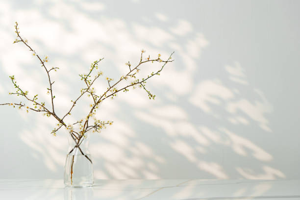 istock Blooming spring branches with flowers and its shadow on white background 2158054963
