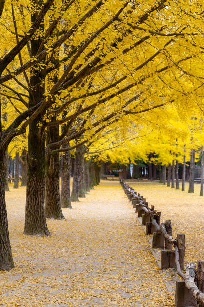 istock autumn leaves 2158055060