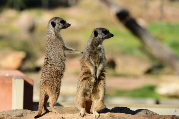 istock Meerkats in the zoo 2158055427