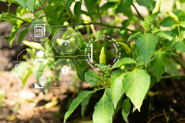istock Using technology to inspect the production of chili gardens 2158055749