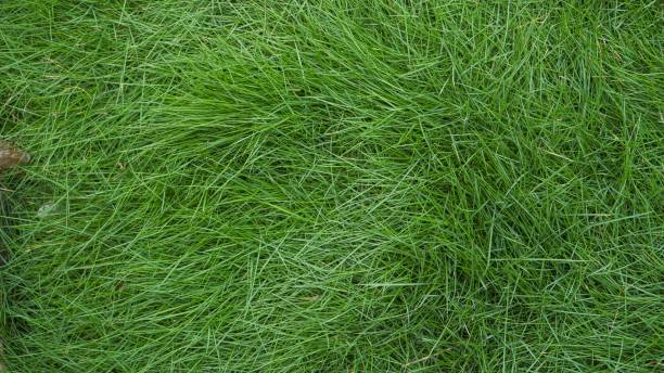 istock Green grass flat lay texture grass garden concept background 04 2158057589