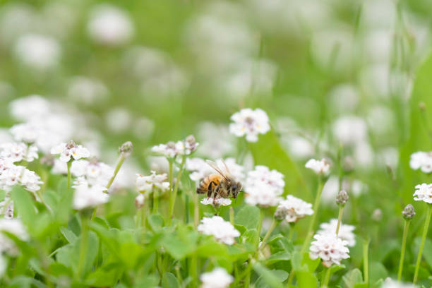 Flower and insect background material