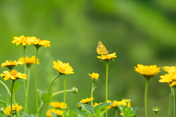 Flower and insect background material
