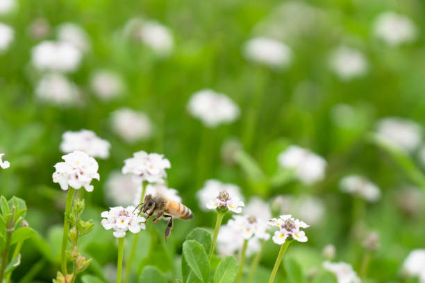 Flower and insect background material
