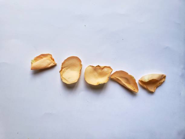 Rose petals isolated in a white background