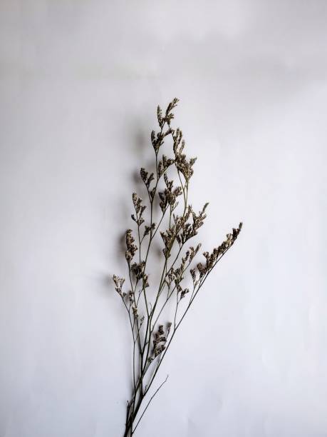 istock dried caspea love grass isolated in a white background 2158061139