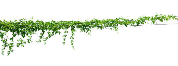 istock long green vine with leaves hanging down 2158061561