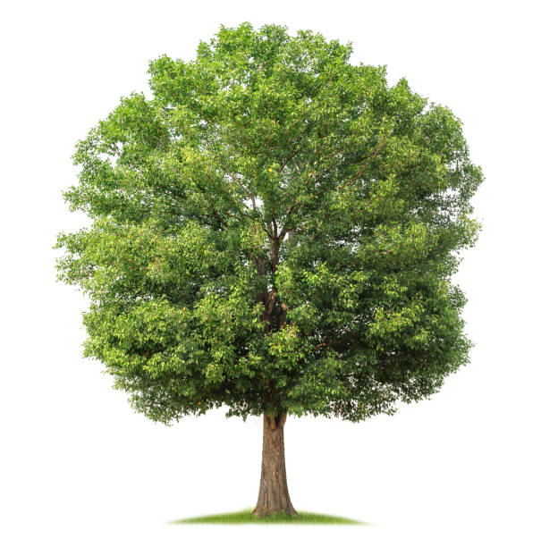 istock large tree with green leaves stands alone on a white background 2158061569