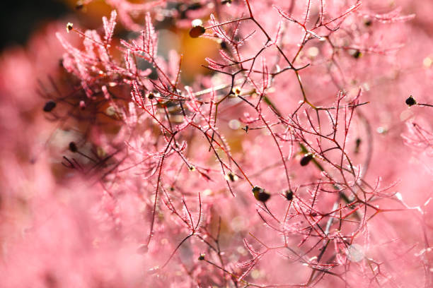 Red wig shrub (Cotinus coggygria) blossom, close-up
