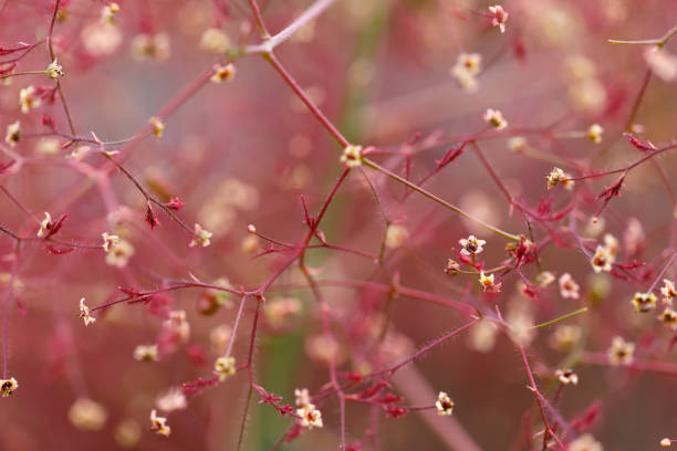 Red wig shrub (Cotinus coggygria) blossom, close-up