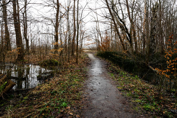 istock Dirt trail in the swamp and winter forest 2158064087