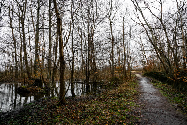 Dirt trail in the swamp and winter forest