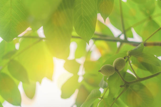 Close-up of compound green leaves with a symmetrical pattern, lit by soft daylight in a lush garden setting. The vivid greenery and blurred grassy background evoke a sense of freshness, vitality, and natural balance in a summer environment.