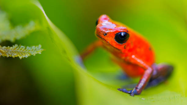 istock Dart Poison Frog, Costa Rica 2158064888