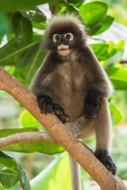 A close-up view of a woolly monkey gripping a sanctuary enclosure, evoking themes of wildlife conservation