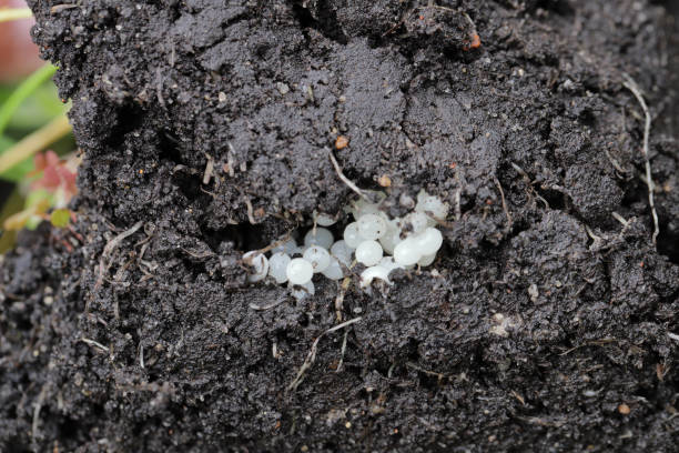 istock Eggs laid by a slug in the soil. 2158065761