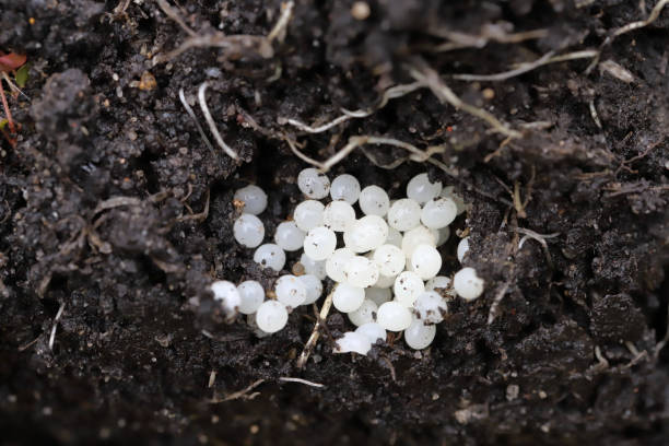 istock Eggs laid by a slug in the soil. 2158065827