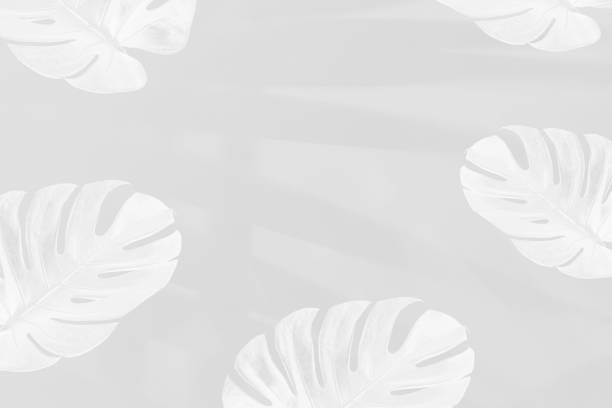 istock Monstera leaves with palm leaves shadow on gray background 2158066364