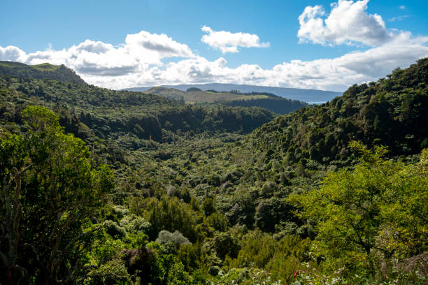Waitoharuru Valley in Rotorua