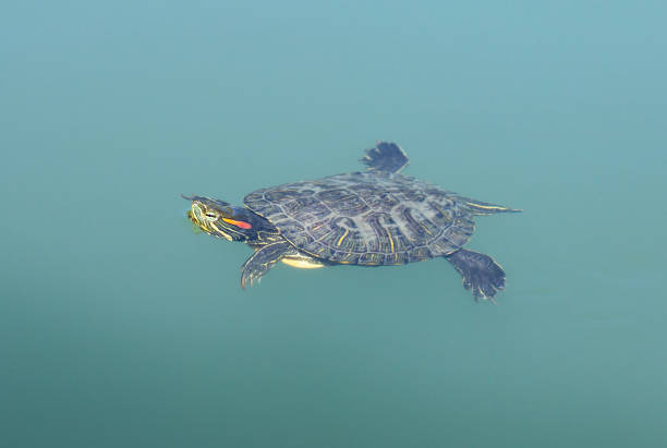 Pond slider (Trachemys scripta) swims on the water