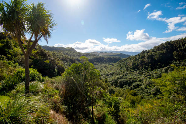 istock Waitoharuru Valley in Rotorua 2158067942