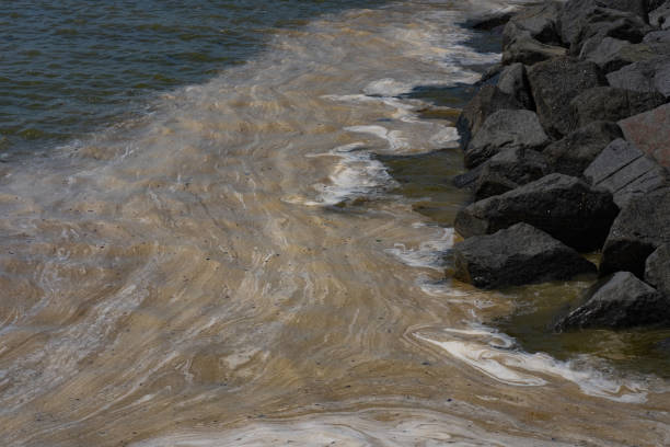 Plankton bloom in the water, natural springtime phenomenon, Sussex Coast