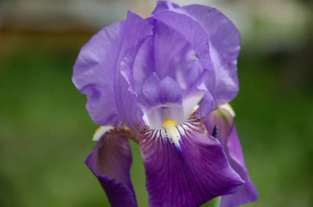 istock Beautiful purple iris flower blossomed 2158069029