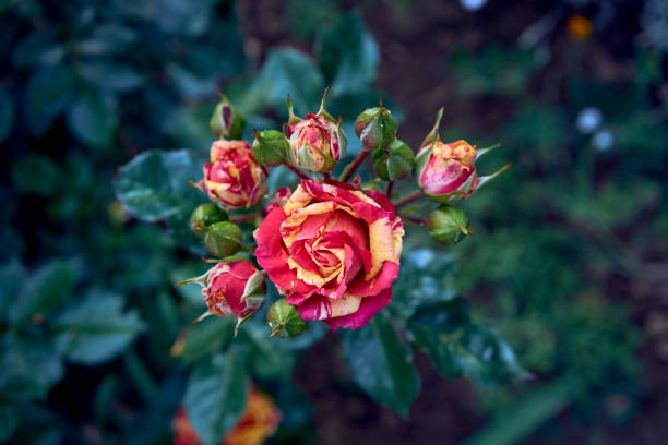 a striped bush roses in a flower bed