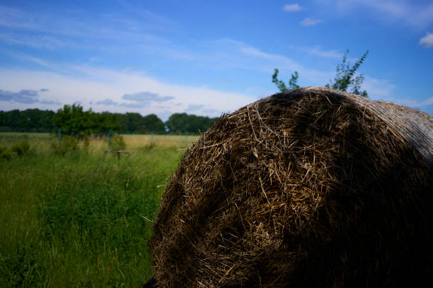 round stack of hay in front of a clear blue sky in a field