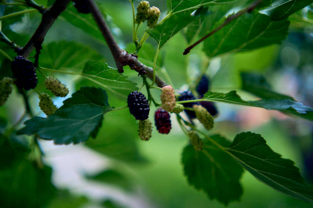 mulberry on a branch, ripe and unripe
