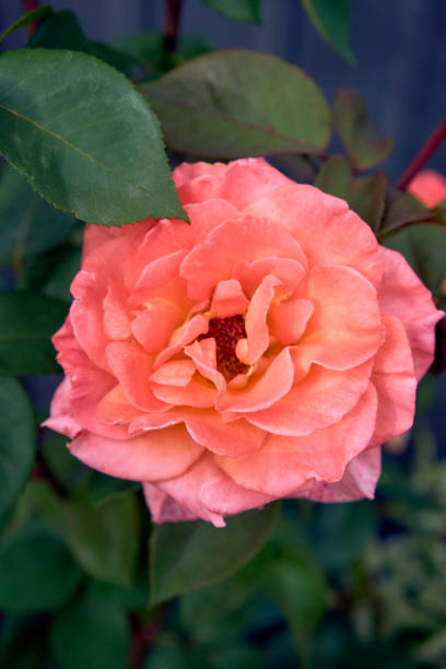 istock the  bush roses in a flower bed 2158072891