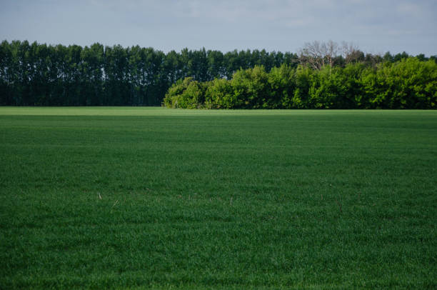green grass on the field and blue sky, spacious landscape. High quality photo