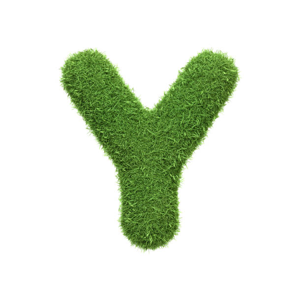 Capital letter Y shaped from lush green grass, isolated on a white background