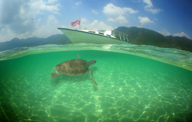a sea turtle on a reef  in the caribbean sea