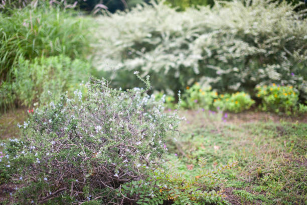istock A well-kept garden full of herbs 2158078671