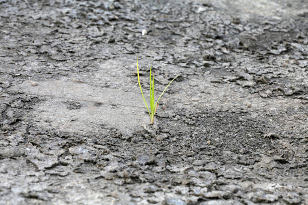 A lone green sprout growing out of dry, cracked soil. The image symbolizes hope, resilience, and new beginnings in harsh conditions.